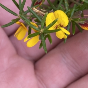 Aotus ericoides at Vincentia, NSW - 3 Sep 2023