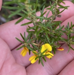 Aotus ericoides at Vincentia, NSW - 3 Sep 2023