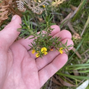 Aotus ericoides at Vincentia, NSW - 3 Sep 2023