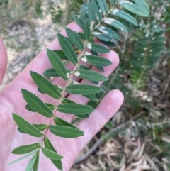 Melaleuca hypericifolia (Hillock Bush) at Jervis Bay National Park - 3 Sep 2023 by Tapirlord