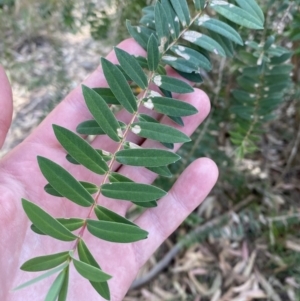 Melaleuca hypericifolia at Vincentia, NSW - 3 Sep 2023