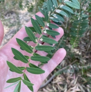 Melaleuca hypericifolia at Vincentia, NSW - 3 Sep 2023 01:06 PM