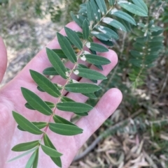 Melaleuca hypericifolia (Hillock Bush) at Vincentia, NSW - 3 Sep 2023 by Tapirlord