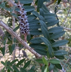 Melaleuca hypericifolia at Vincentia, NSW - 3 Sep 2023