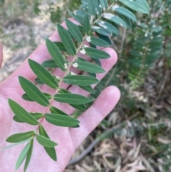 Melaleuca hypericifolia at Vincentia, NSW - 3 Sep 2023 01:06 PM