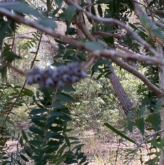 Melaleuca hypericifolia at Vincentia, NSW - 3 Sep 2023 01:06 PM