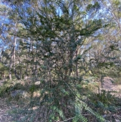 Melaleuca hypericifolia at Vincentia, NSW - 3 Sep 2023 01:06 PM