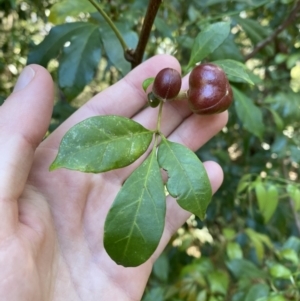 Synoum glandulosum subsp. glandulosum at Vincentia, NSW - 3 Sep 2023 12:45 PM