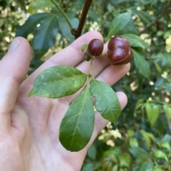 Synoum glandulosum subsp. glandulosum (Scentless Rosewood) at Vincentia, NSW - 3 Sep 2023 by Tapirlord