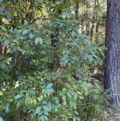 Synoum glandulosum subsp. glandulosum at Vincentia, NSW - 3 Sep 2023