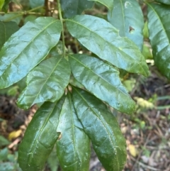 Synoum glandulosum subsp. glandulosum at Vincentia, NSW - 3 Sep 2023 12:45 PM