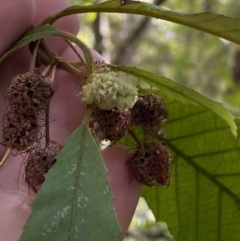 Callicoma serratifolia (Black Wattle, Butterwood, Tdgerruing) at Vincentia, NSW - 3 Sep 2023 by Tapirlord