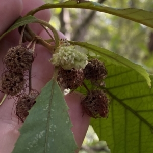 Callicoma serratifolia at Vincentia, NSW - 3 Sep 2023