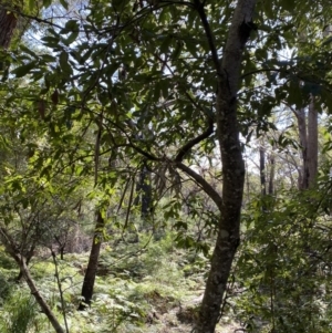 Callicoma serratifolia at Vincentia, NSW - 3 Sep 2023