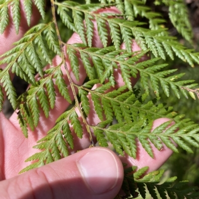 Calochlaena dubia (Rainbow Fern) at Jervis Bay National Park - 3 Sep 2023 by Tapirlord