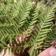 Calochlaena dubia at Vincentia, NSW - 3 Sep 2023