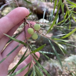 Persoonia linearis at Vincentia, NSW - suppressed