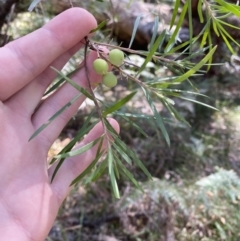 Persoonia linearis at Vincentia, NSW - suppressed