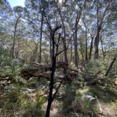 Persoonia linearis at Vincentia, NSW - suppressed