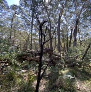 Persoonia linearis at Vincentia, NSW - 3 Sep 2023