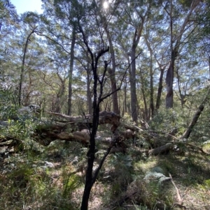 Persoonia linearis at Vincentia, NSW - suppressed