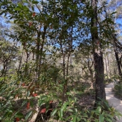 Elaeocarpus reticulatus at Vincentia, NSW - 3 Sep 2023