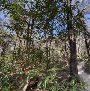 Elaeocarpus reticulatus at Vincentia, NSW - 3 Sep 2023