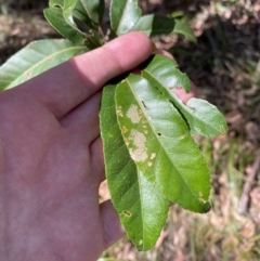 Elaeocarpus reticulatus at Vincentia, NSW - 3 Sep 2023 12:36 PM