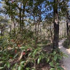 Elaeocarpus reticulatus at Vincentia, NSW - 3 Sep 2023