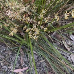 Lomandra multiflora (Many-flowered Matrush) at Vincentia, NSW - 3 Sep 2023 by Tapirlord