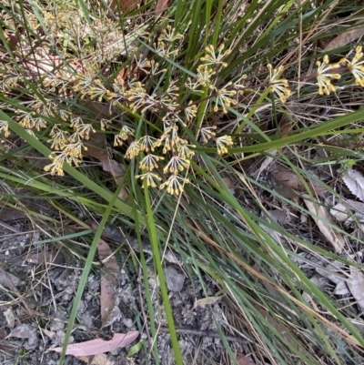 Lomandra multiflora (Many-flowered Matrush) at Jervis Bay National Park - 3 Sep 2023 by Tapirlord