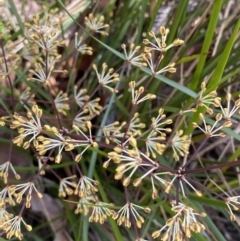 Lomandra multiflora at Vincentia, NSW - 3 Sep 2023