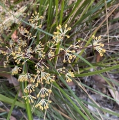 Lomandra multiflora at Vincentia, NSW - 3 Sep 2023 12:34 PM