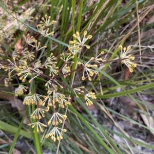 Lomandra multiflora at Vincentia, NSW - 3 Sep 2023