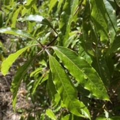 Pittosporum undulatum (Sweet Pittosporum) at Vincentia, NSW - 3 Sep 2023 by Tapirlord