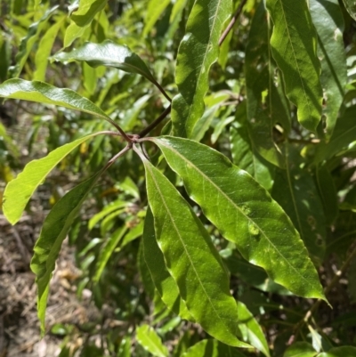 Pittosporum undulatum (sweet pittosporum) at Vincentia, NSW - 3 Sep 2023 by Tapirlord