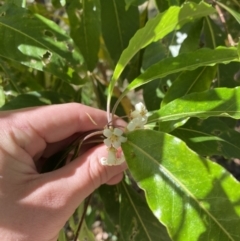 Pittosporum undulatum at Vincentia, NSW - 3 Sep 2023