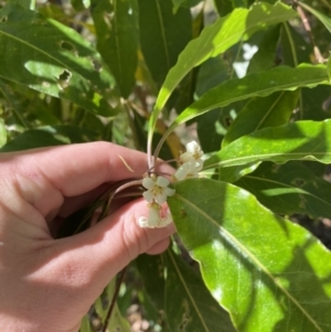 Pittosporum undulatum at Vincentia, NSW - 3 Sep 2023 12:33 PM