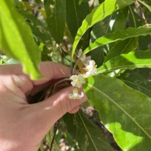 Pittosporum undulatum at Vincentia, NSW - 3 Sep 2023