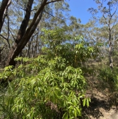 Pittosporum undulatum at Vincentia, NSW - 3 Sep 2023