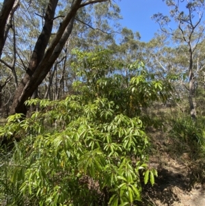 Pittosporum undulatum at Vincentia, NSW - 3 Sep 2023