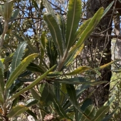 Banksia serrata (Saw Banksia) at Jervis Bay National Park - 3 Sep 2023 by Tapirlord