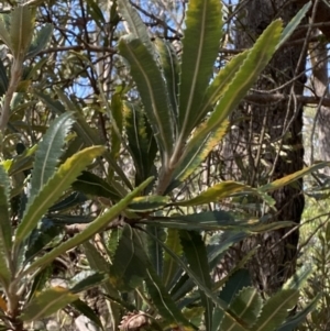 Banksia serrata at Vincentia, NSW - 3 Sep 2023