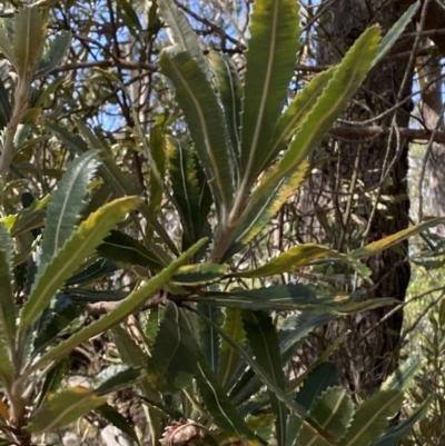 Banksia serrata (Saw Banksia) at Vincentia, NSW - 3 Sep 2023 by Tapirlord