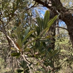 Banksia serrata at Vincentia, NSW - 3 Sep 2023