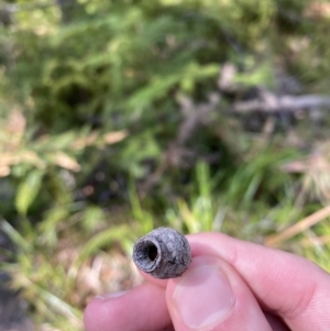 Corymbia gummifera at Jervis Bay National Park - 3 Sep 2023