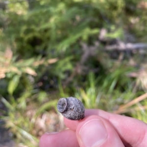 Corymbia gummifera at Jervis Bay National Park - 3 Sep 2023