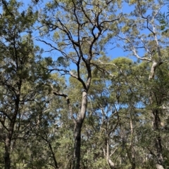 Corymbia gummifera at Jervis Bay National Park - 3 Sep 2023 12:33 PM