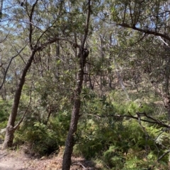 Corymbia gummifera at Jervis Bay National Park - 3 Sep 2023