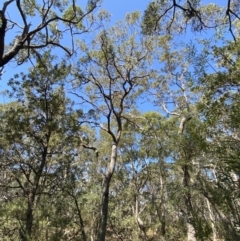 Corymbia gummifera at Vincentia, NSW - 3 Sep 2023